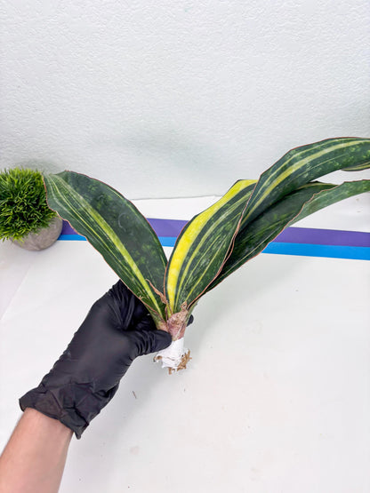 Sansevieria Macrophylla Variegated (14) | Very Rare Import
