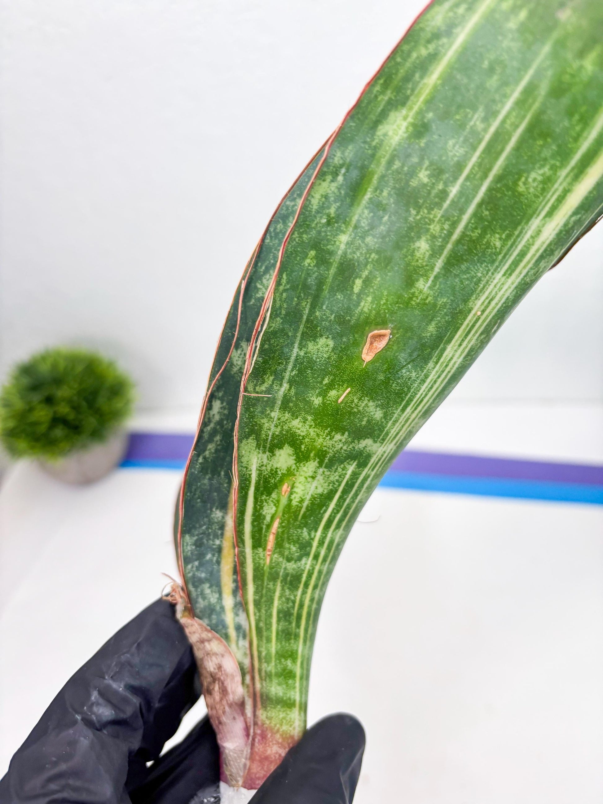 Sansevieria Macrophylla Variegated (14) | Very Rare Import