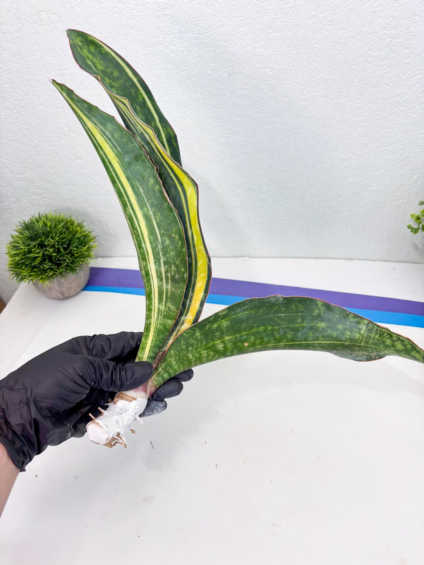 Sansevieria Macrophylla Variegated (14) | Very Rare Import