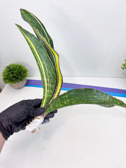 Sansevieria Macrophylla Variegated (14) | Very Rare Import