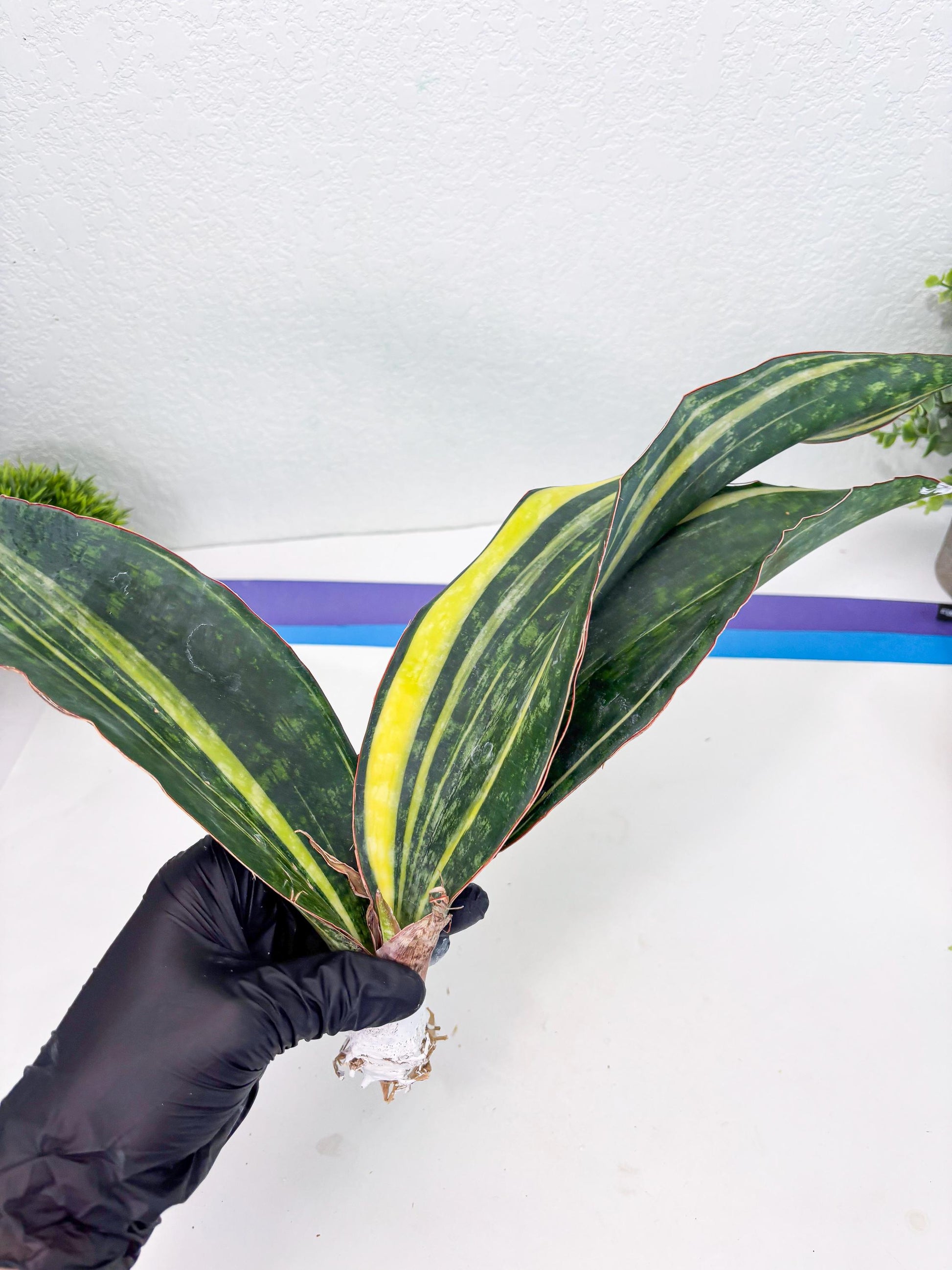 Sansevieria Macrophylla Variegated (14) | Very Rare Import