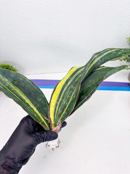 Sansevieria Macrophylla Variegated (14) | Very Rare Import
