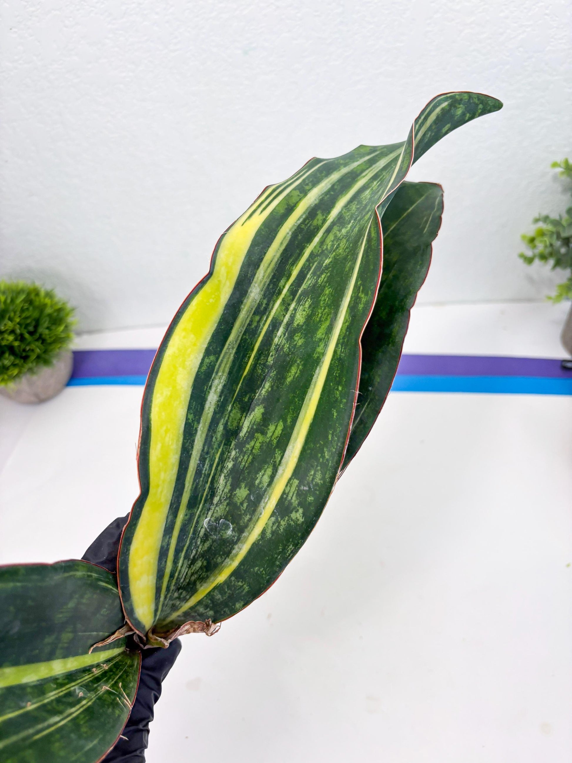 Sansevieria Macrophylla Variegated (14) | Very Rare Import