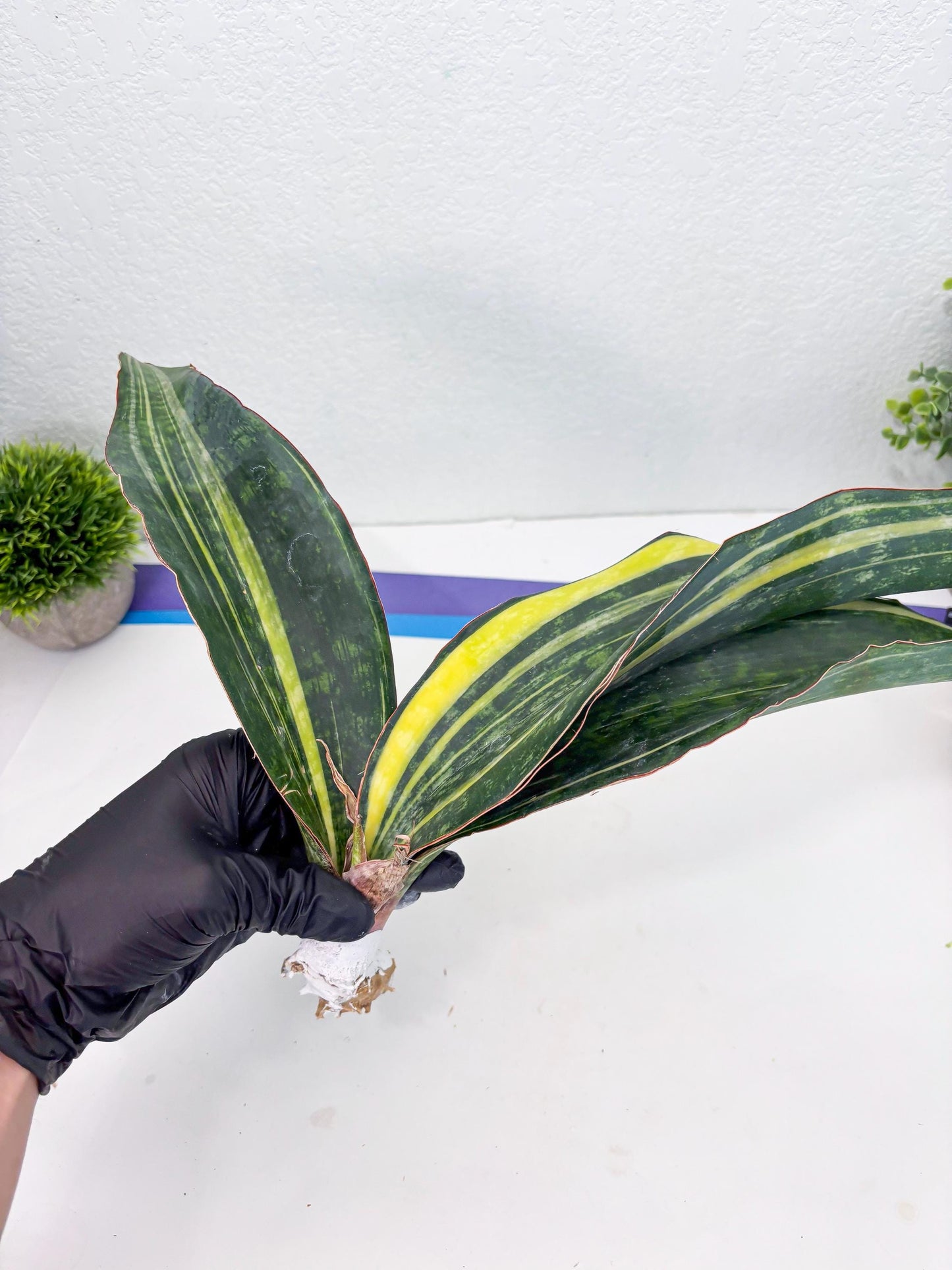 Sansevieria Macrophylla Variegated (14) | Very Rare Import