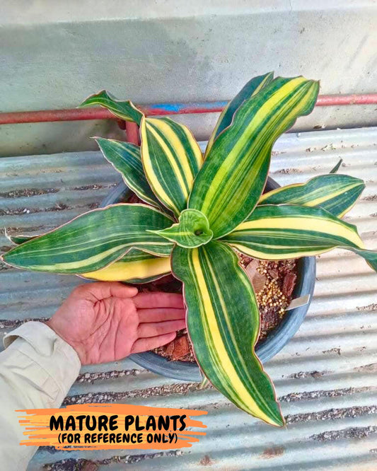 Sansevieria Black Rose var (Su6) (1) | Rare Snake Plant