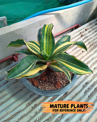 Sansevieria Black Rose var (Su6) (1) | Rare Snake Plant