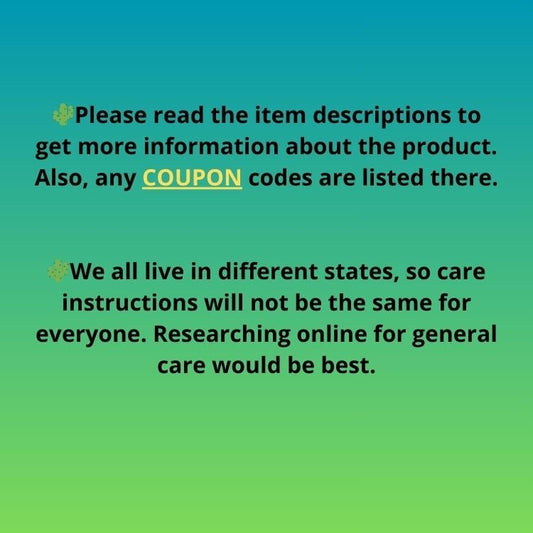 Heterochroma / Quadrangularis (r) | 1 Pot