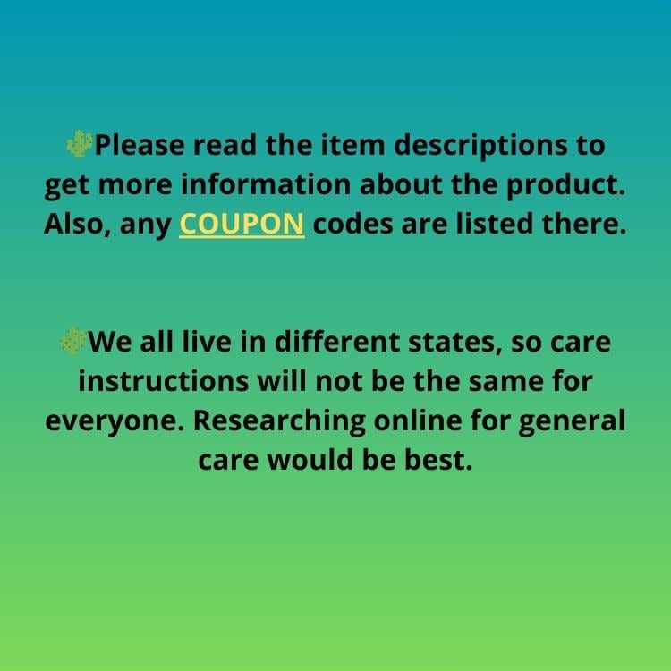 Retusus Furfuraceus (#5) | Very Rare Plant