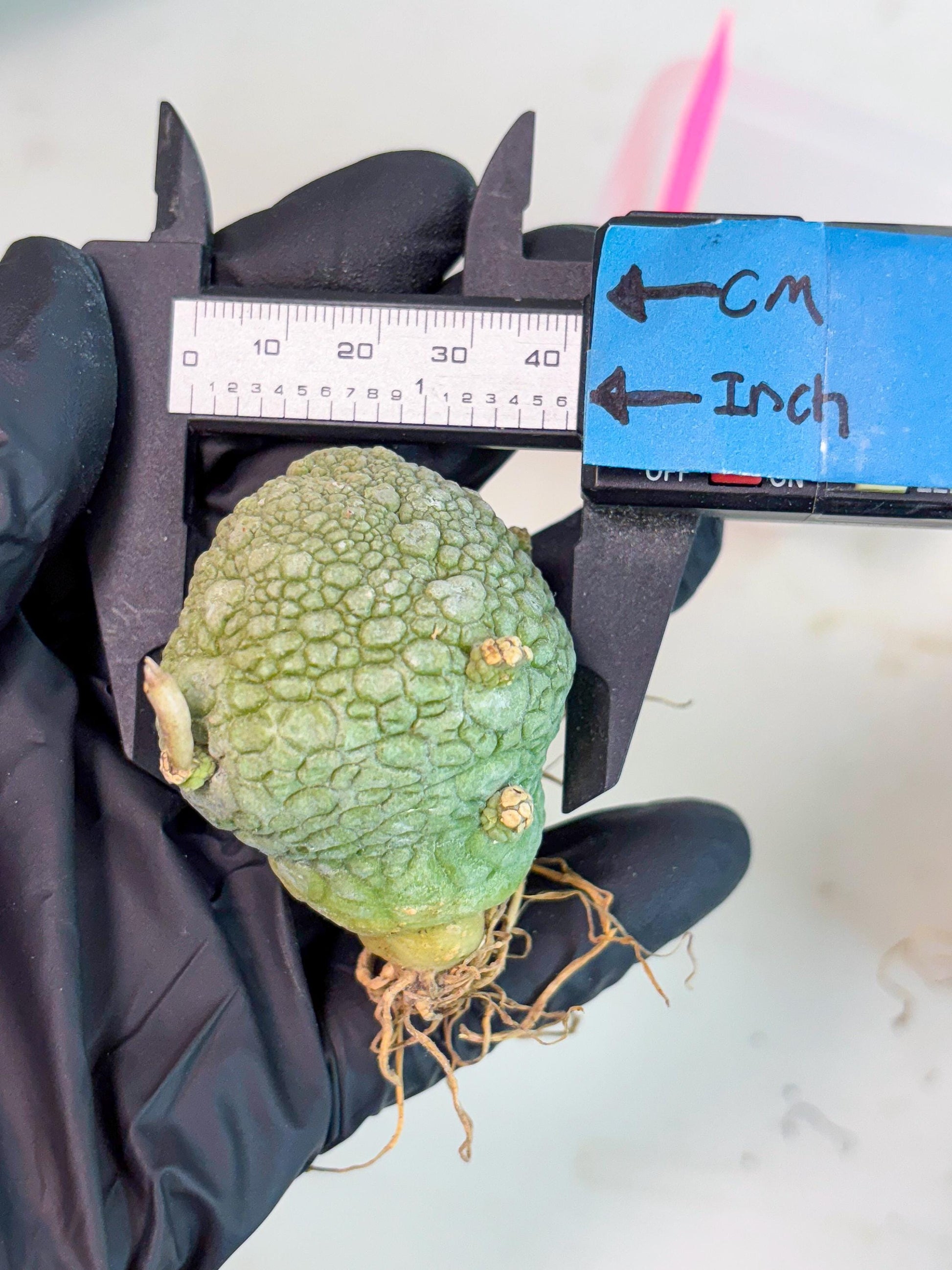 Pseudolithos Migiurtinus (p) | Rare Cactus