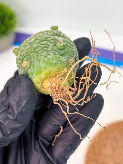 Pseudolithos Migiurtinus (p) | Rare Cactus
