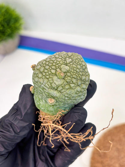 Pseudolithos Migiurtinus (p) | Rare Cactus