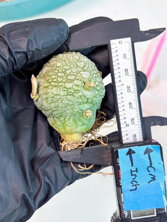 Pseudolithos Migiurtinus (p) | Rare Cactus