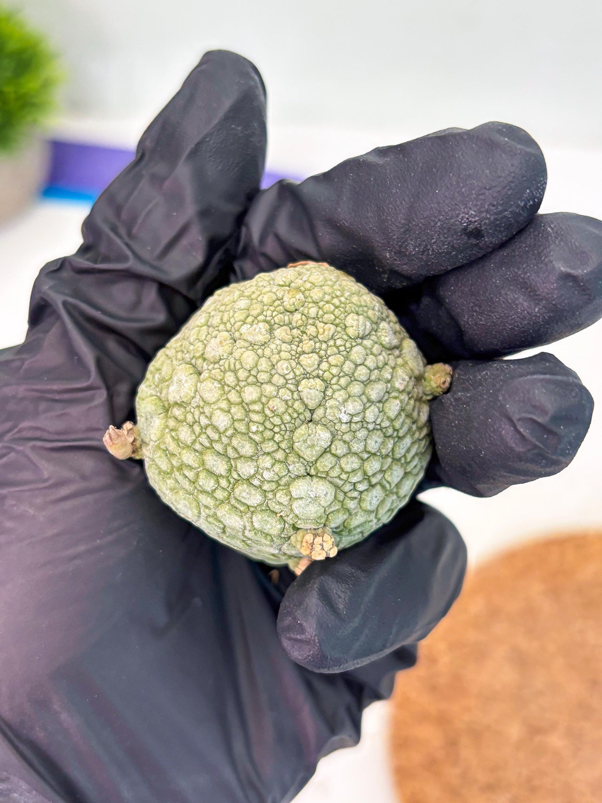 Pseudolithos Migiurtinus (p) | Rare Cactus