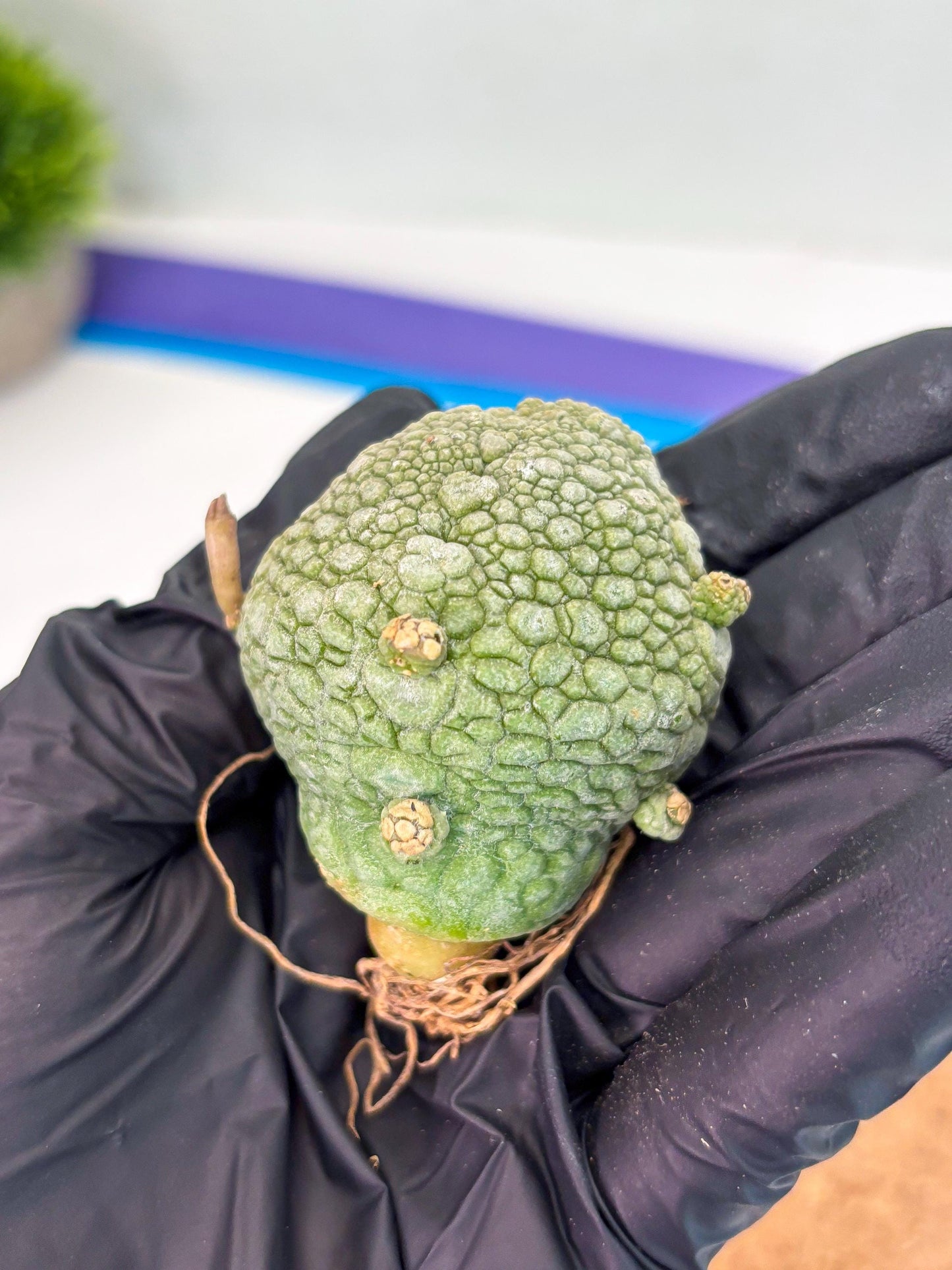 Pseudolithos Migiurtinus (p) | Rare Cactus