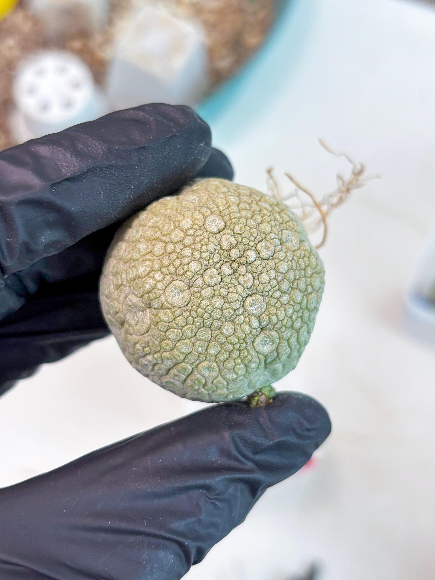 Pseudolithos Migiurtinus (r) | Rare Cactus