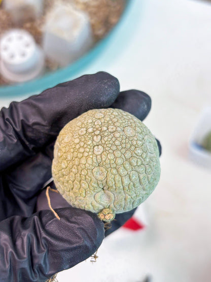 Pseudolithos Migiurtinus (r) | Rare Cactus