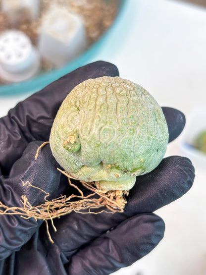 Pseudolithos Migiurtinus (r) | Rare Cactus