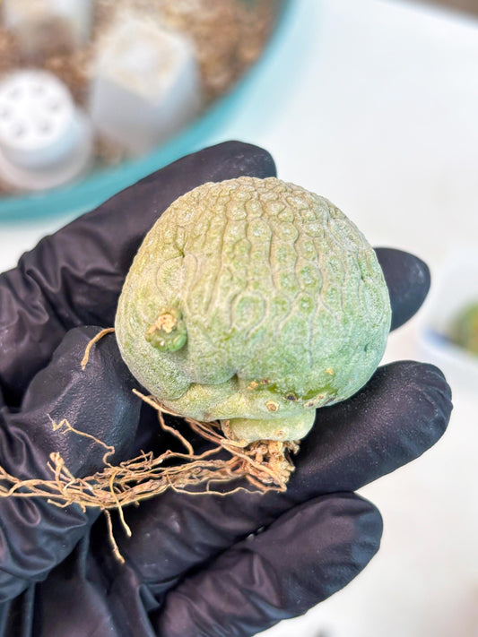 Pseudolithos Migiurtinus (r) | Rare Cactus