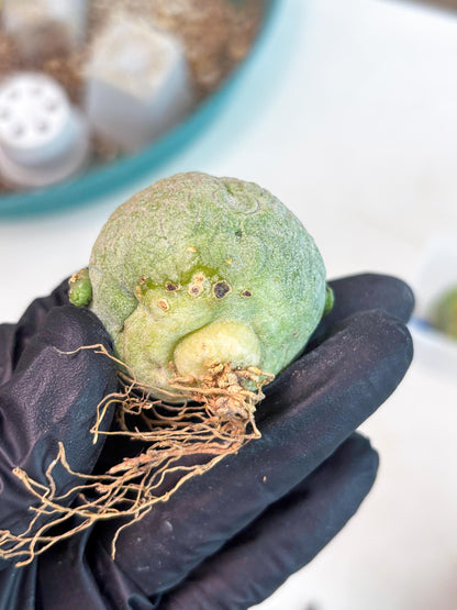 Pseudolithos Migiurtinus (r) | Rare Cactus