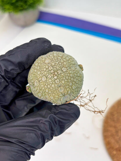 Pseudolithos Migiurtinus (r) | Rare Cactus