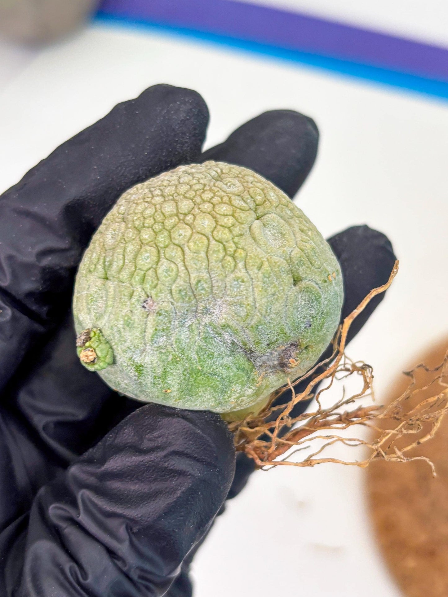 Pseudolithos Migiurtinus (r) | Rare Cactus