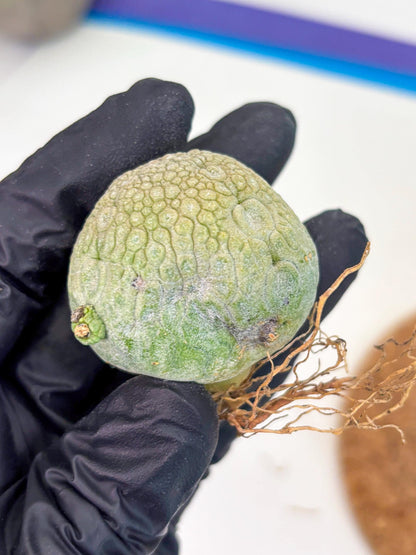 Pseudolithos Migiurtinus (r) | Rare Cactus