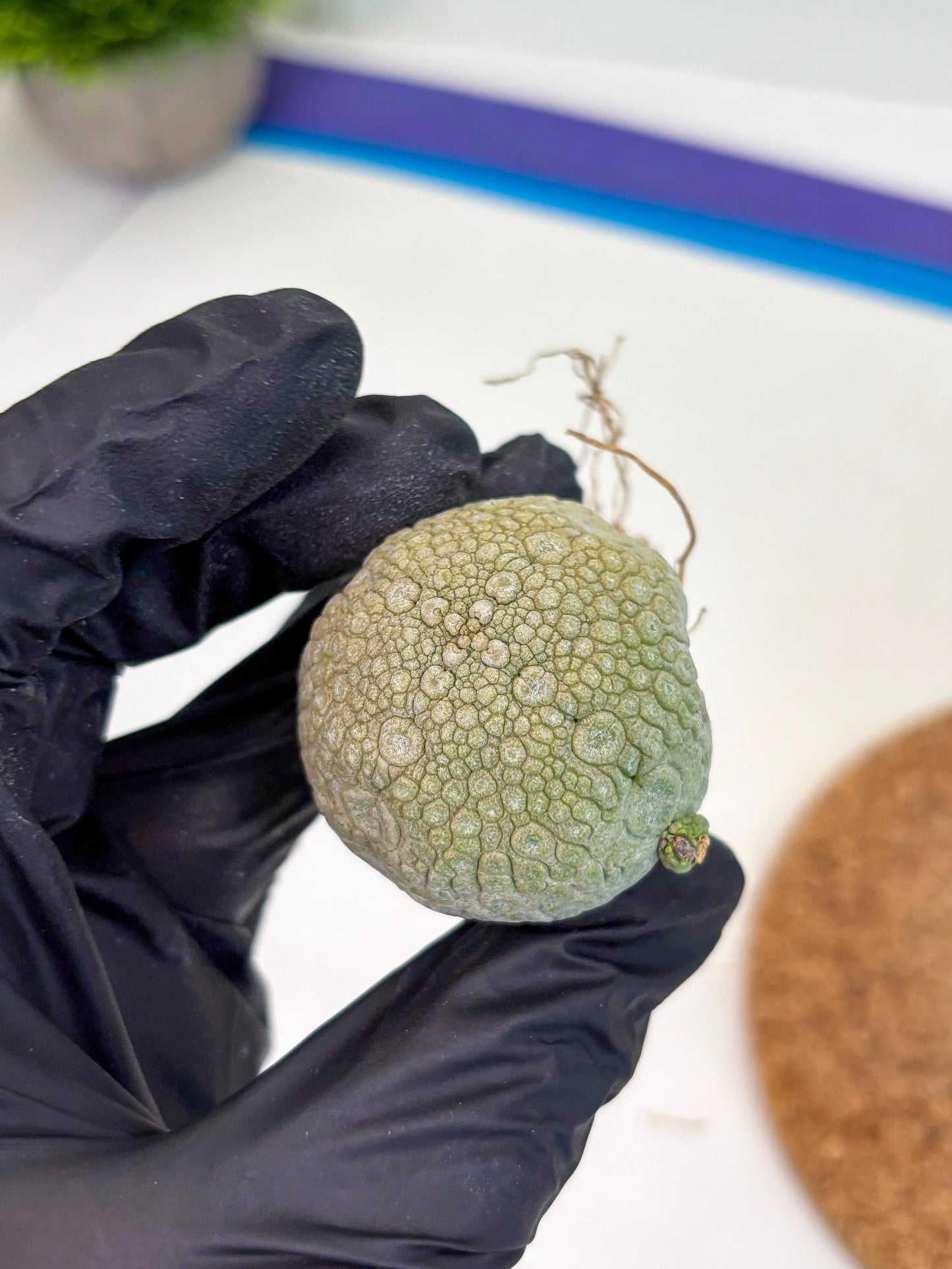 Pseudolithos Migiurtinus (r) | Rare Cactus