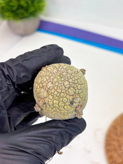 Pseudolithos Migiurtinus (g) | Rare Cactus