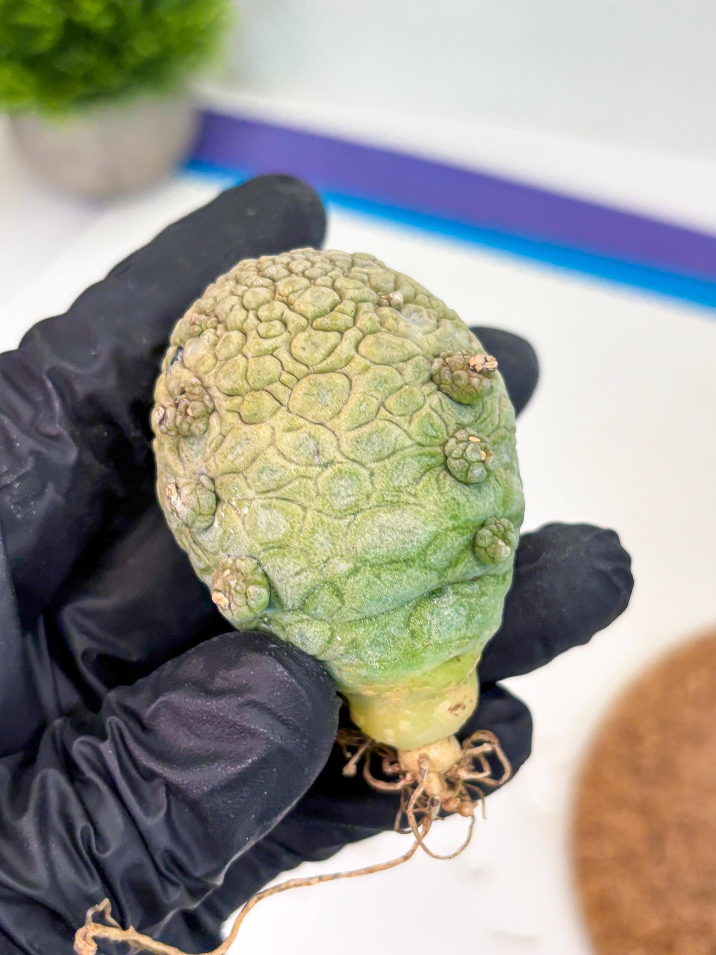 Pseudolithos Migiurtinus (g) | Rare Cactus