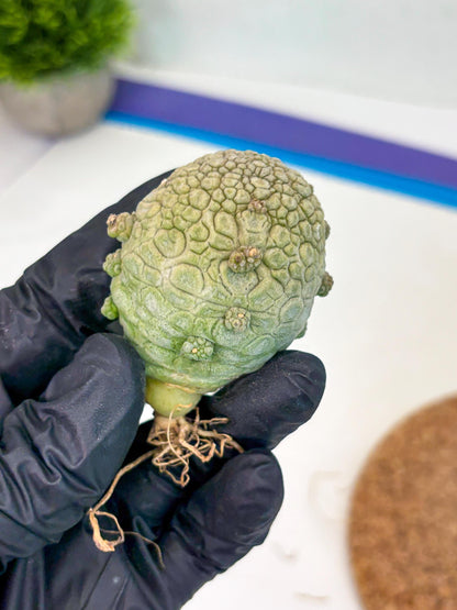 Pseudolithos Migiurtinus (g) | Rare Cactus