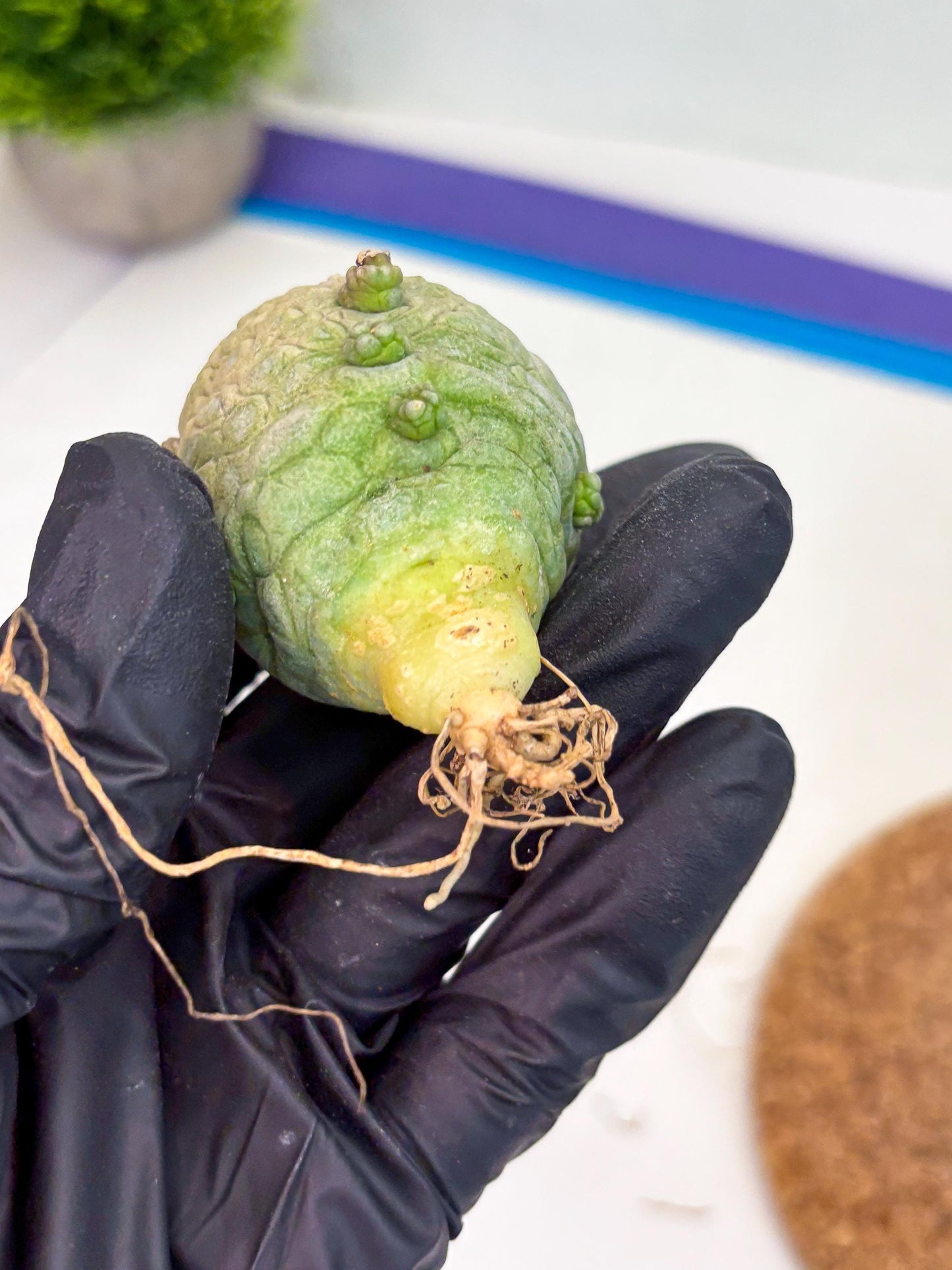 Pseudolithos Migiurtinus (g) | Rare Cactus