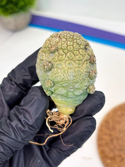 Pseudolithos Migiurtinus (g) | Rare Cactus