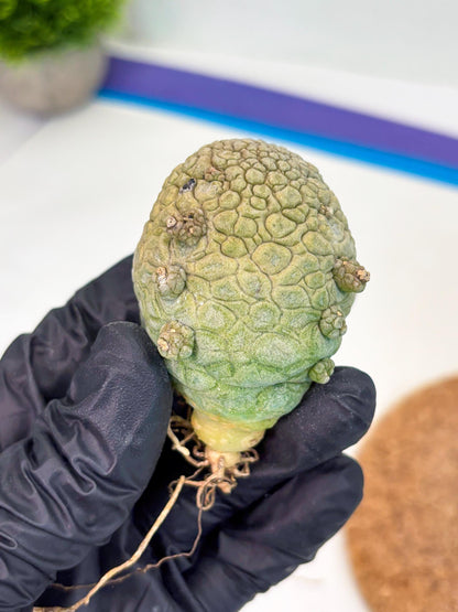 Pseudolithos Migiurtinus (g) | Rare Cactus