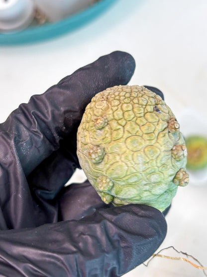 Pseudolithos Migiurtinus (g) | Rare Cactus