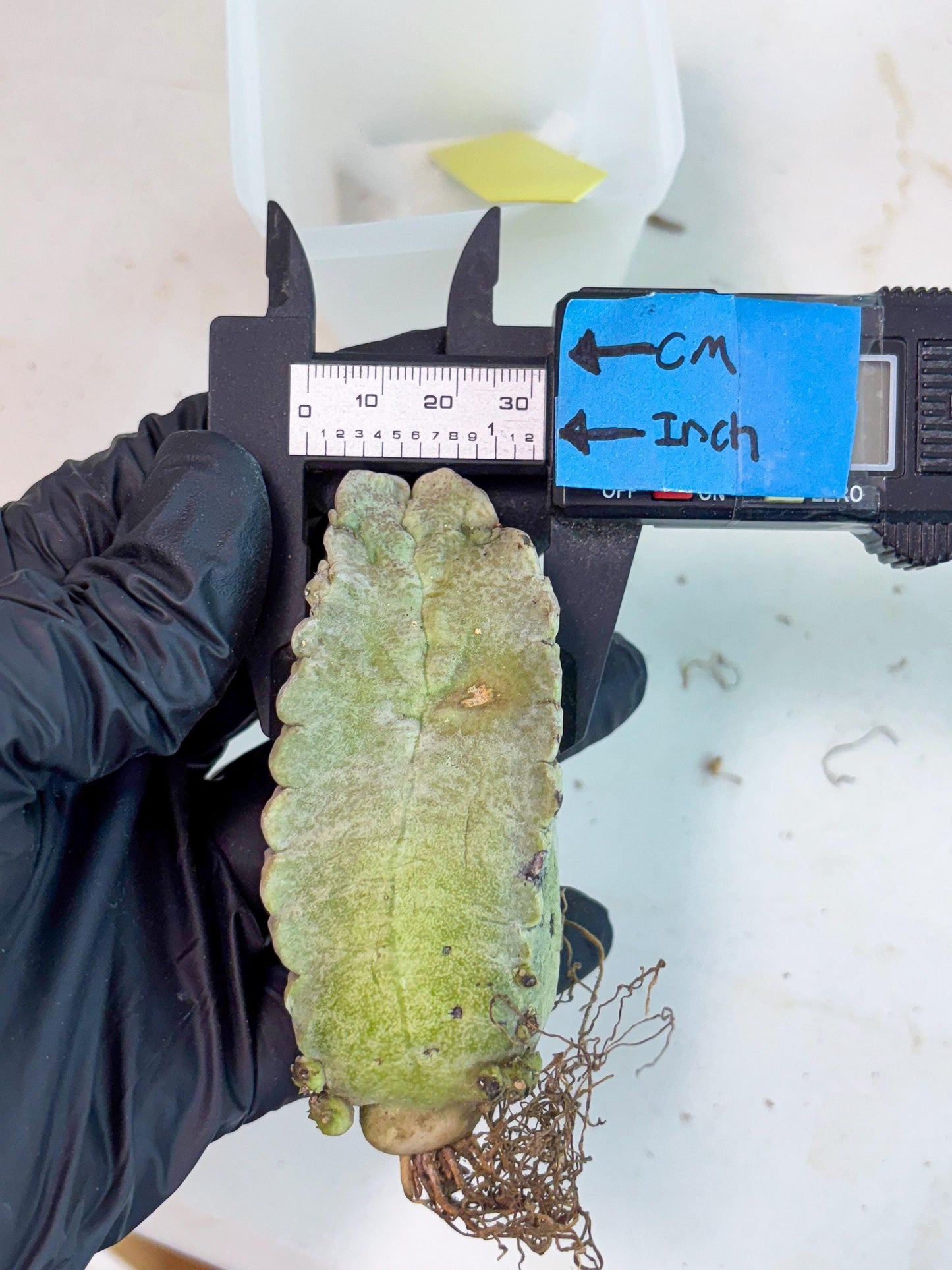 Whitesloanea crassa (y) | Rare Cactus