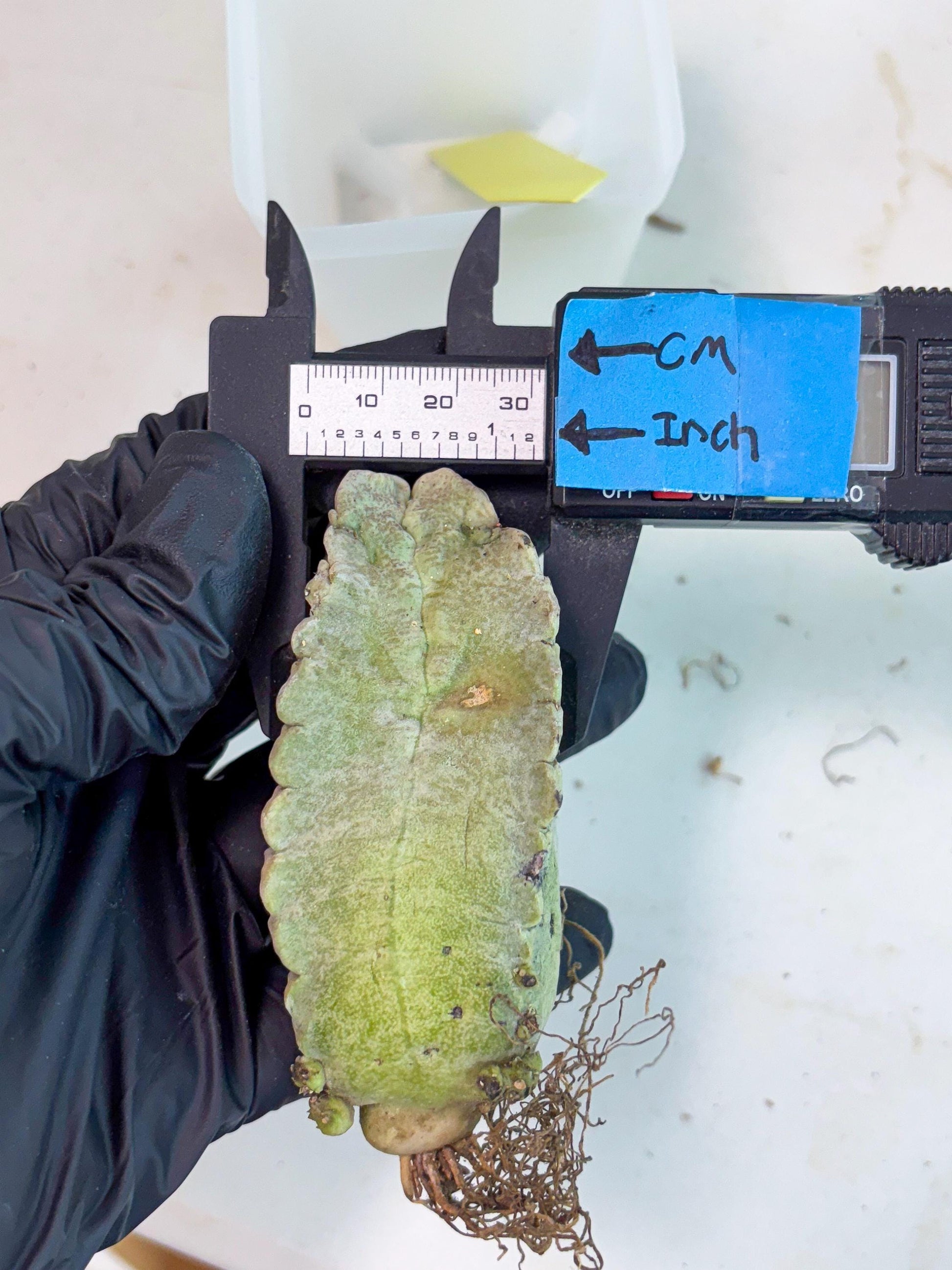 Whitesloanea crassa (y) | Rare Cactus