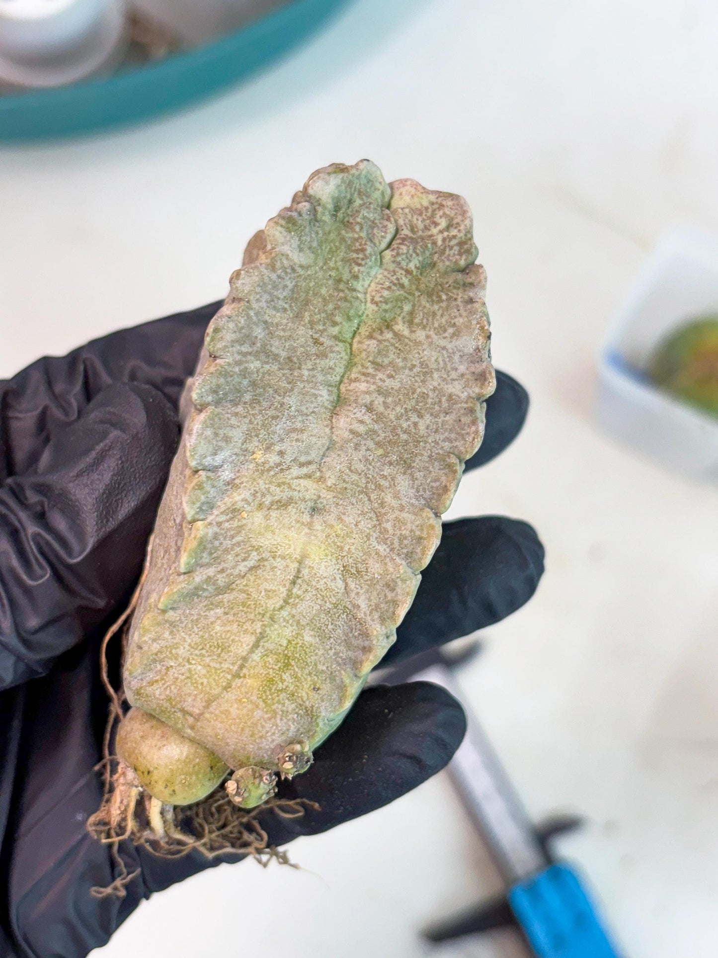 Whitesloanea crassa (y) | Rare Cactus