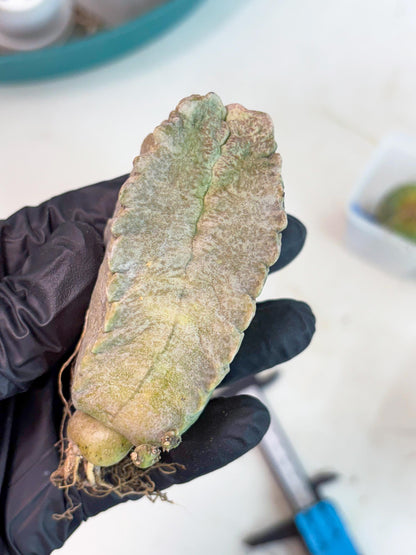 Whitesloanea crassa (y) | Rare Cactus