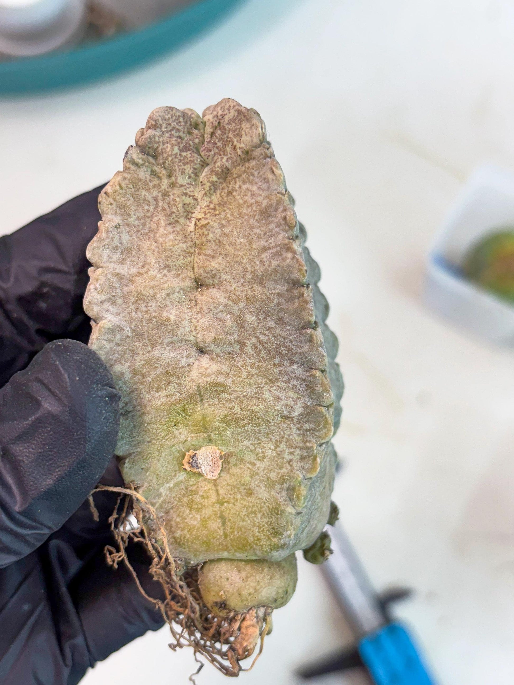 Whitesloanea crassa (y) | Rare Cactus