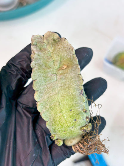 Whitesloanea crassa (y) | Rare Cactus