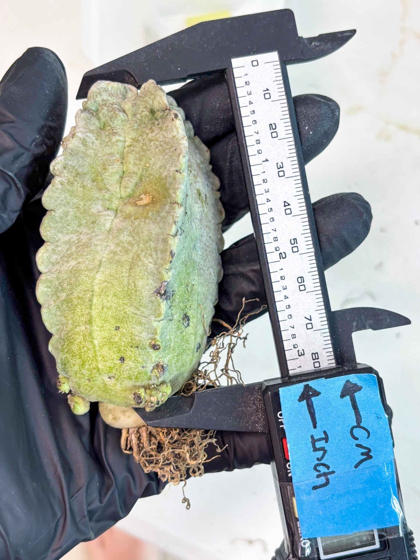 Whitesloanea crassa (y) | Rare Cactus