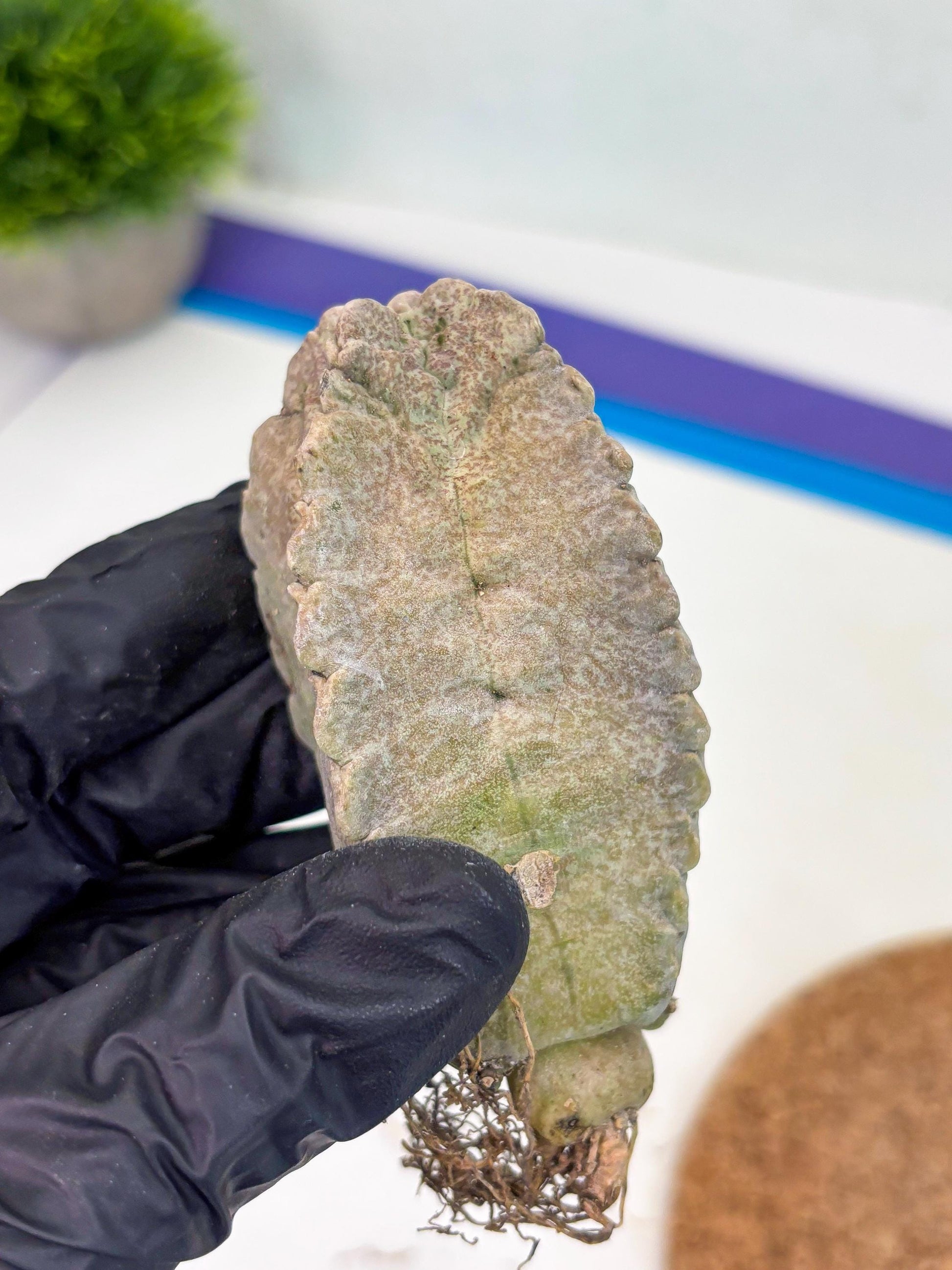 Whitesloanea crassa (y) | Rare Cactus