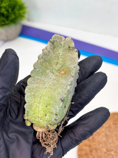 Whitesloanea crassa (y) | Rare Cactus