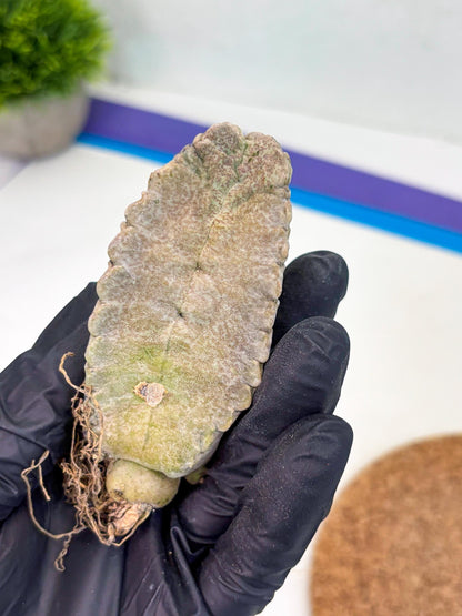 Whitesloanea crassa (y) | Rare Cactus