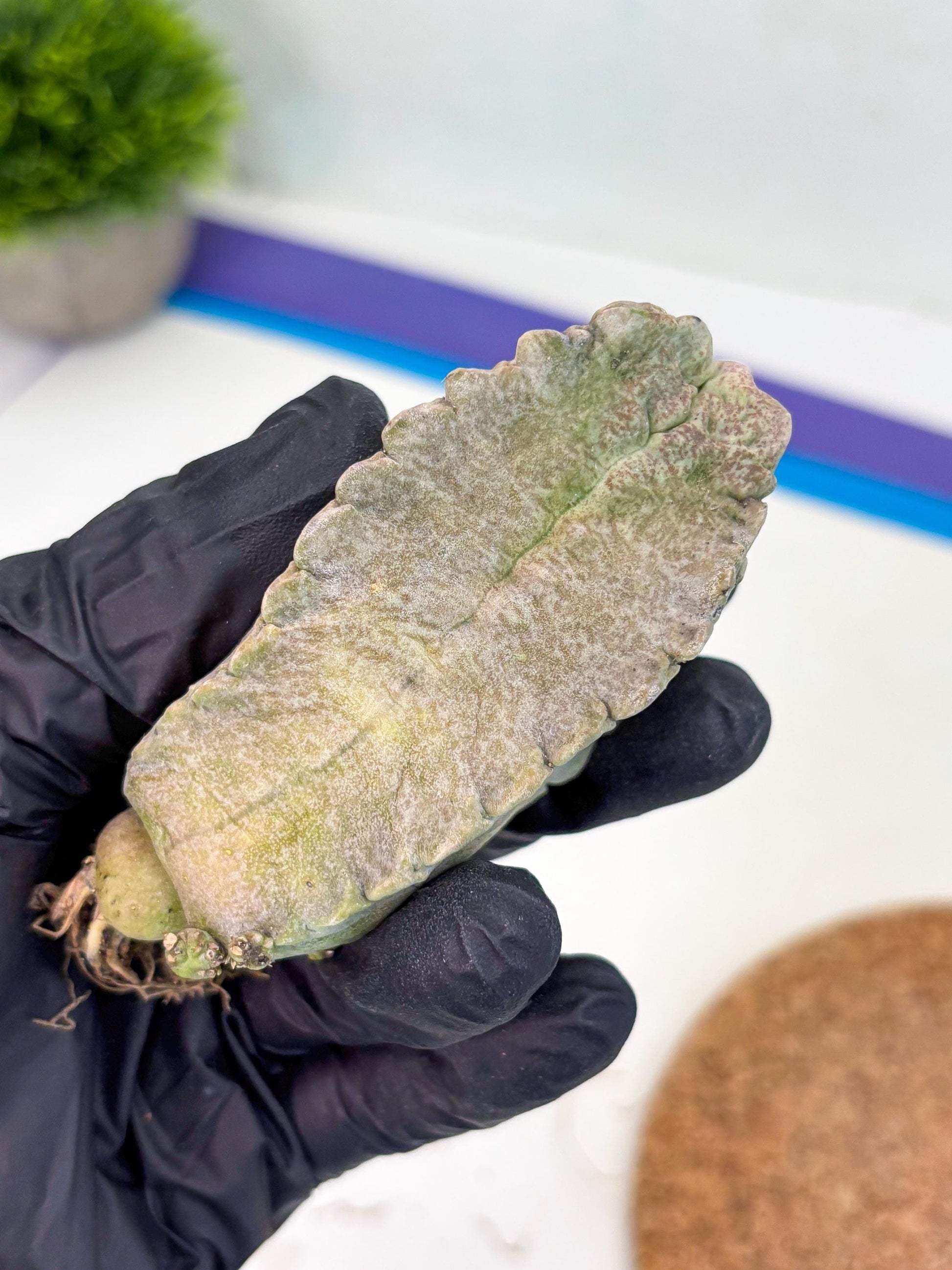 Whitesloanea crassa (y) | Rare Cactus