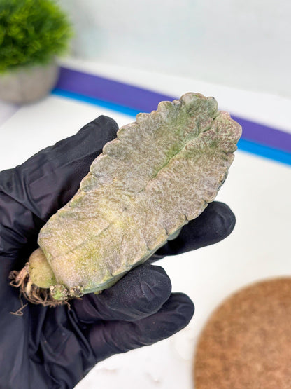 Whitesloanea crassa (y) | Rare Cactus