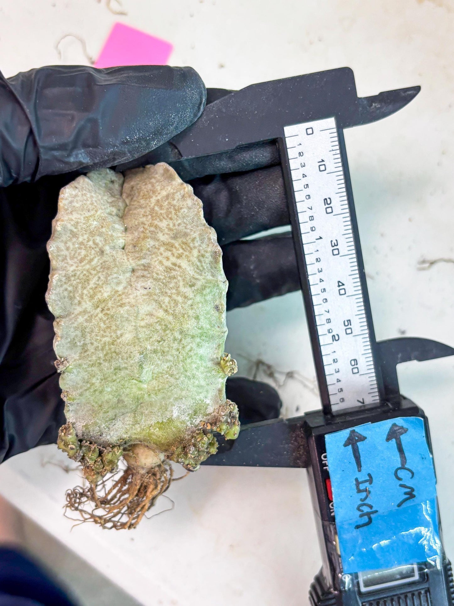 Whitesloanea crassa (p) | Rare Cactus