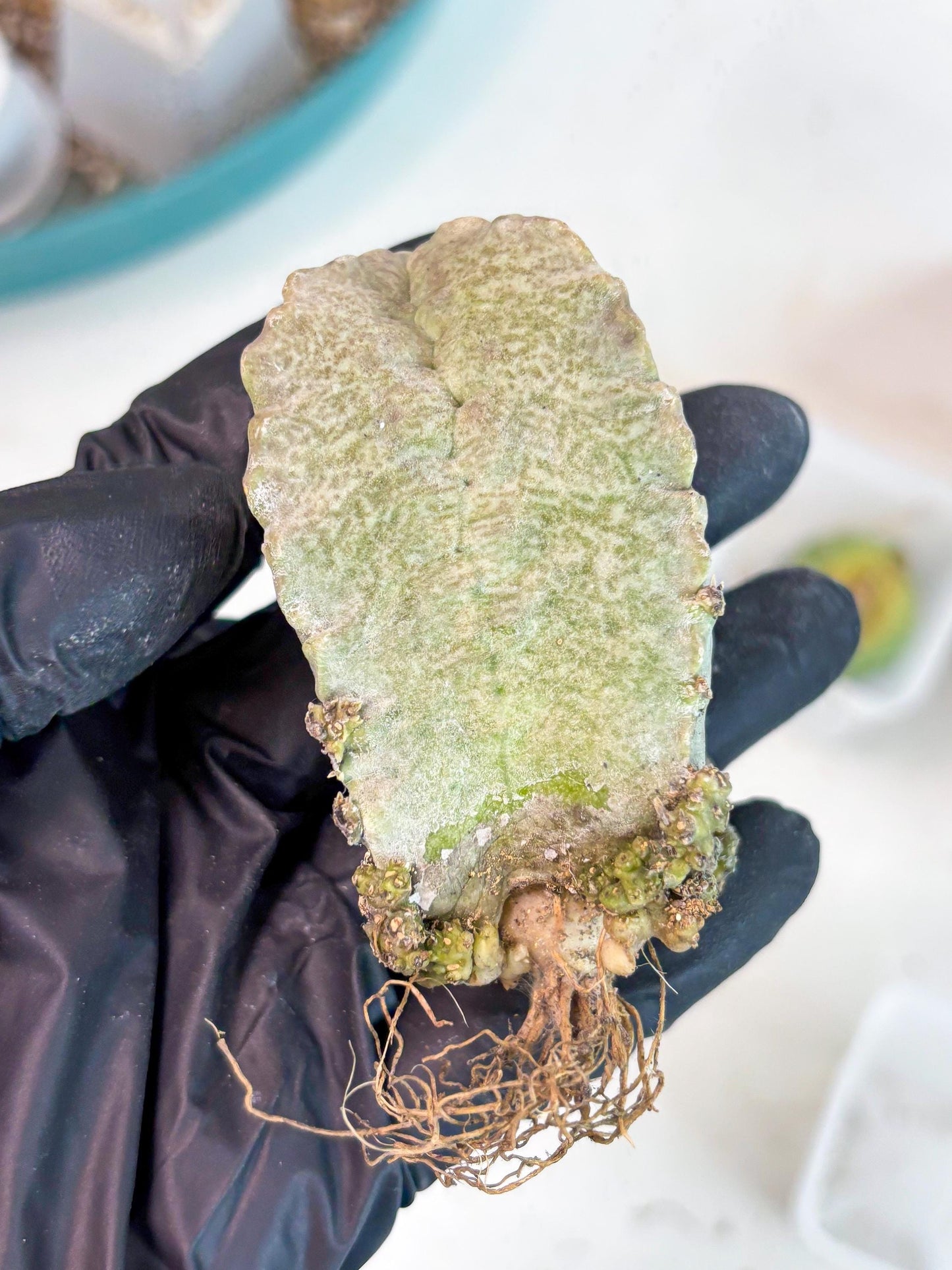 Whitesloanea crassa (p) | Rare Cactus