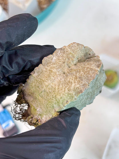 Whitesloanea crassa (p) | Rare Cactus