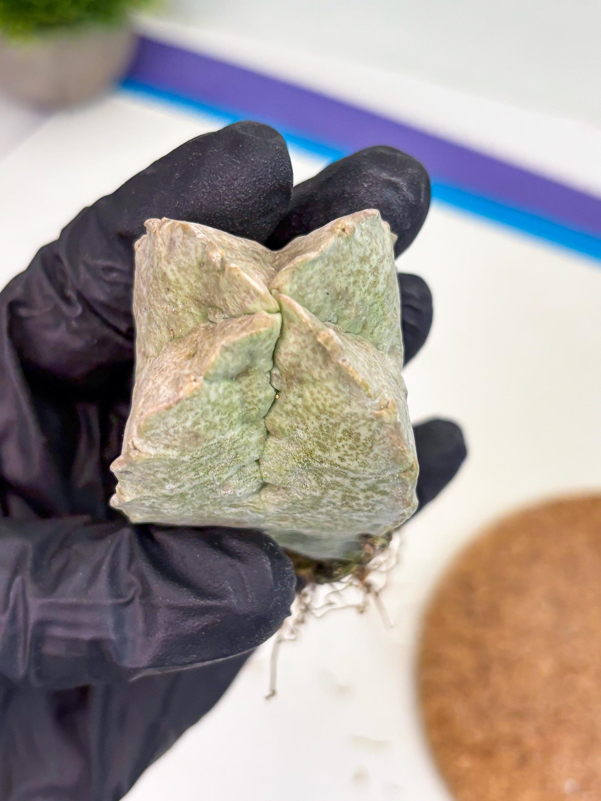 Whitesloanea crassa (p) | Rare Cactus